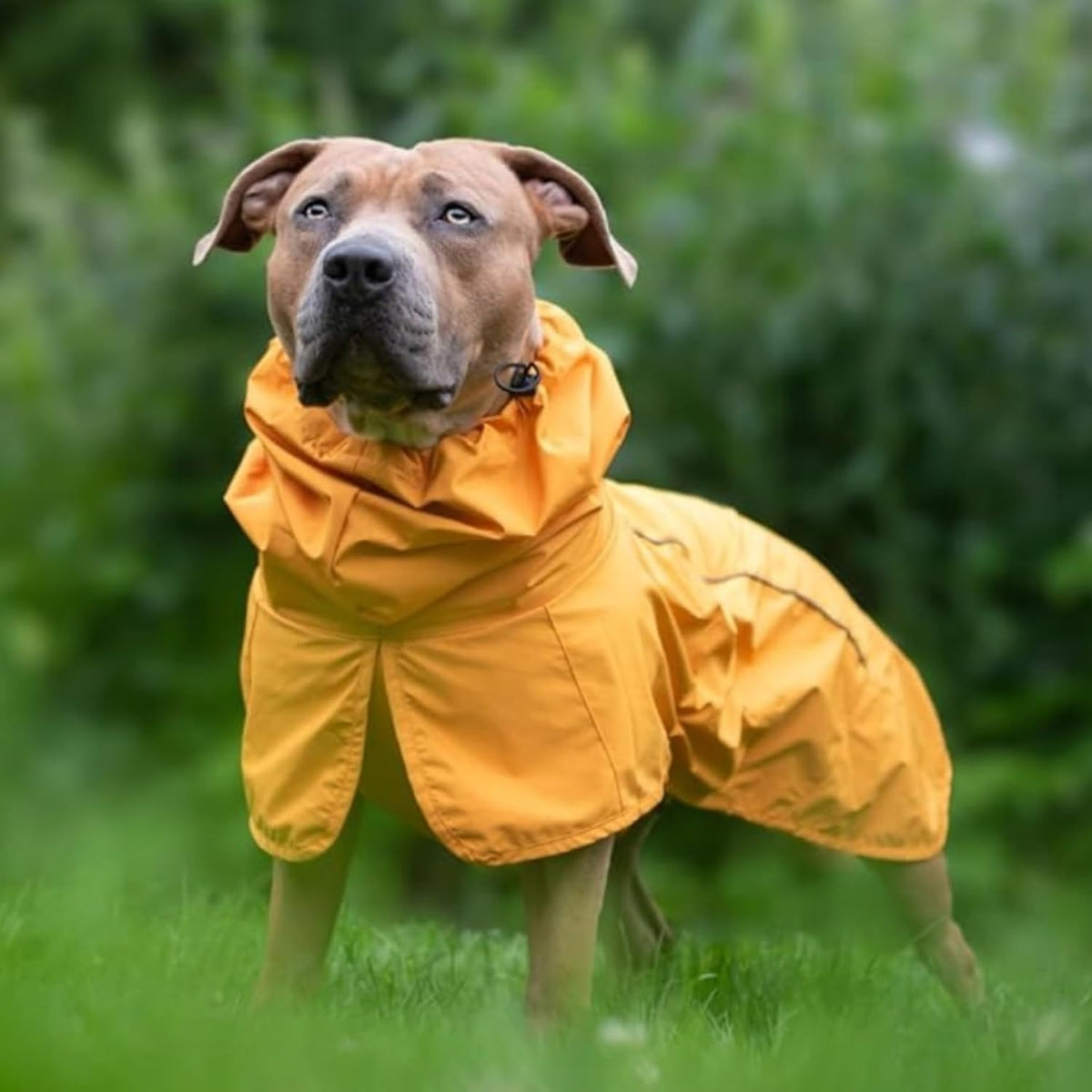 Spark Paws Dog Raincoat - Waterproof Rain Jacket w/Hood, Full Coverage | Waterproof Coat Covers Full Body incl. Belly - Reflective, Covered Harness Holes, Lightweight, Small, Medium & Large Dogs